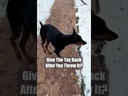 Never #dog #funny #puppy #doberman #dobermanpinschers #dobermanpuppy #dogsfunny