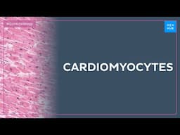 Histology of cardiomyocytes: structure and arrangement - Quick Histology | Kenhub
