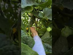 Japanese Cucumber is huge!  #cucumber #farming #garden