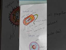 #eukaryotic#biologynotes#drawingtutorial#trendingshorts#shortsvideo#plantssparkjoy#biologydrawing