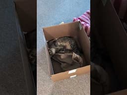 the floor is lava (cat version) #lifewithcats #sunday #rescuecats