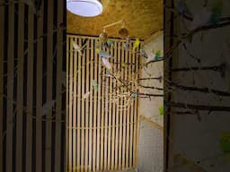 Revamping My Budgies' Happy Habitat!