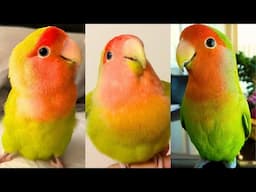FUNNY AND CUTE PARROTS - TRY NOT TO LAUGH!