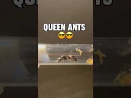 I Bought Queen Ants 👑🐜