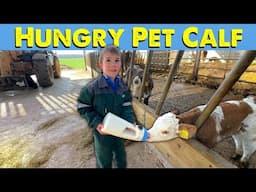 Young Farmers In The Making | Hungry Pet Calf
