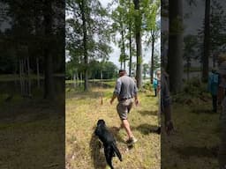 Keystone Series 2: #dogtraining #gundogtraining #retreiver #duckdog #pitbosswaterfowl