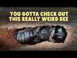 The Weird Bee That Isn't Social Or Solitary