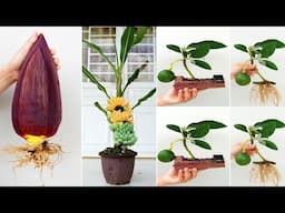 The secret of propagating banana trees and avocado branches that surprised the world! 100% success