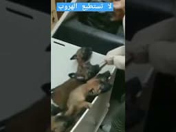 عندما تتعامل مع جراوي مالينو شرسة جدا #اخطر_كلاب