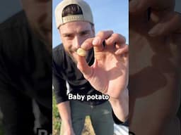 How we Grow the first Potatoes in our Country #potato