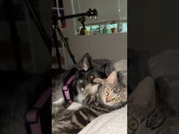Cat vs Dog #shorts #animals #pets
