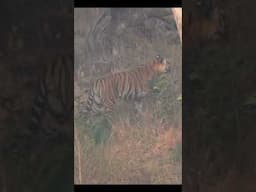 Bandhavgarh National Park never disappoints #madhyapradesh #wildlife #bandhavgarhnationalpark