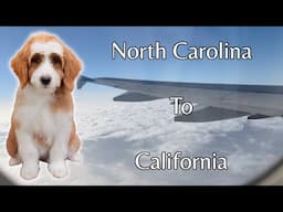 This Puppy Left Us At 3am To Head To California To Meet His New Family!