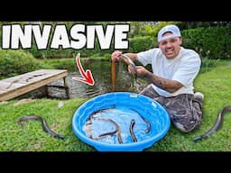 EELS INVADE My BackYard FISH POND!!
