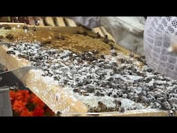Powdered Sugar Treatment For Varroa Mites ~ Adding Honey Supers ~ how to start beekeeping