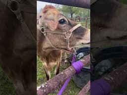 She knows what she wants! #shorts#cow #funny