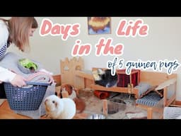 Days in the Life of 5 Guinea Pigs
