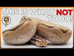 This is what NOT to do with Your Ball Pythons!