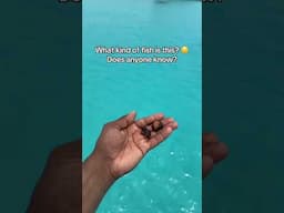 Feeding Fish in the Caribbean #curacao #fish