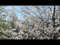 Relaxing Nature Ambience 🌿 Spring Has Arrived 💚 Springtime