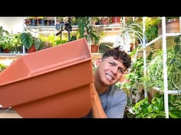Chill Balcony Plant Updates & Repotting some Propagations!!