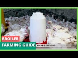 Broiler Chicken farming guide - part 1