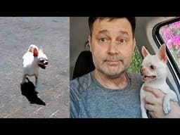 История потеряшки по имени Чупа. Мы не могли пройти мимо