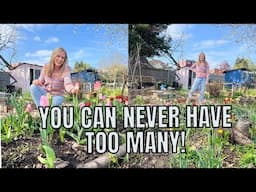 YOU CAN NEVER HAVE TOO MANY! / ALLOTMENT GARDENING UK