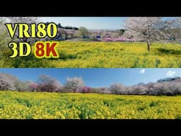 [ 8K 3D VR180 ]  「赤城南面千本桜」春の花々と桜の絶景　Akagi Nanmen Senbonzakura