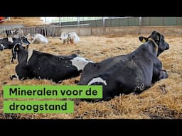 Droogstandsmineralen: waarom zijn ze zo belangrijk?
