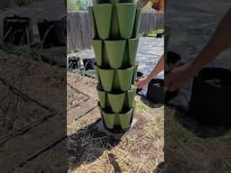 Greenstalk Planter Update - First Seeds and Plants Planted  #gardening