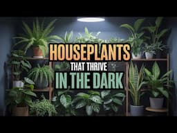 🌿 13 Houseplants That THRIVE in Dark Rooms, Shade, and Low Light 🌿