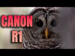 Canon R1 - Florida Wildlife Video