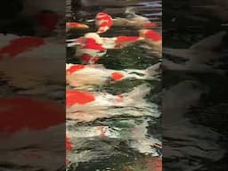 Coffee with Koi Fish