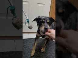How to Train a Dog to Ring a Bell