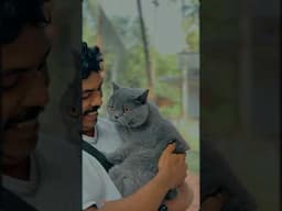 British Short Hair ❤️ | Kittens Available | Kerala #cat #britishshorthairindia