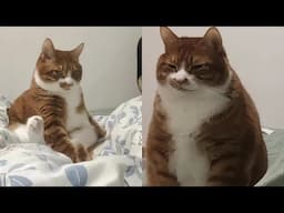 Try Not To Laugh 🤣 New Funny Cats Video 😹 - MeowFunny Part 29