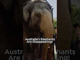 Australia's Elephants are Disappearing 😱 #Australia #Elephants #Zoos #wildlife #conservation