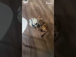 This Cat Is Basically the Messi of Mimicry 🐾⚽