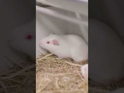 Lab life behind the lens ep1 #AnimalResearch #AnimalTesting #LabLife  #science