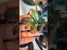 If you like plants and you like food, and you love tiny joys, you’re gonna love it here. #shorts
