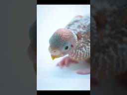 I Was Born Loved – A Baby Budgie’s Story