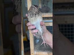 Male or Female? Watch Full Video To Learn How To Sex Your Quail. #raisingquail