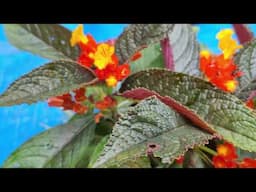 Full Care of / Chrysothemis Pulchella /Black Flamingo /Sunset  Bells Plants