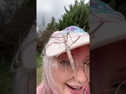 Found a HUGE Stick Bug!