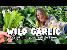 How to Find, Forage, and Preserve Wild Garlic | A Complete Guide with Recipes