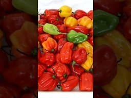 How I preserve my scotch bonnet peppers