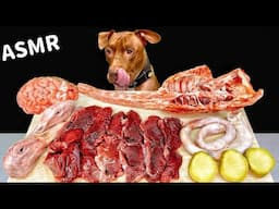 ASMR MUKBANG PITBULL EATING RAW FOODS
