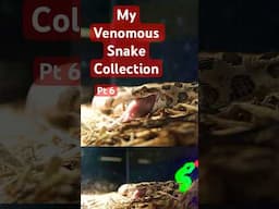 I Keep Venomous Snakes—Here’s My Full Collection! Pt 6 #venomouscreatures