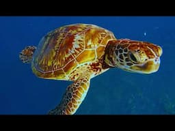 Best Dive Destinations